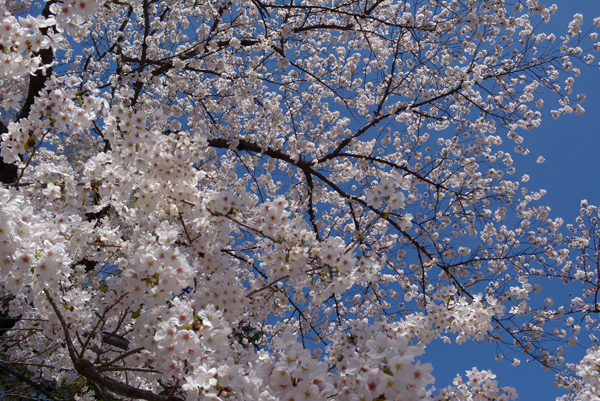 140331 sakura 2 DSC_0550.jpg